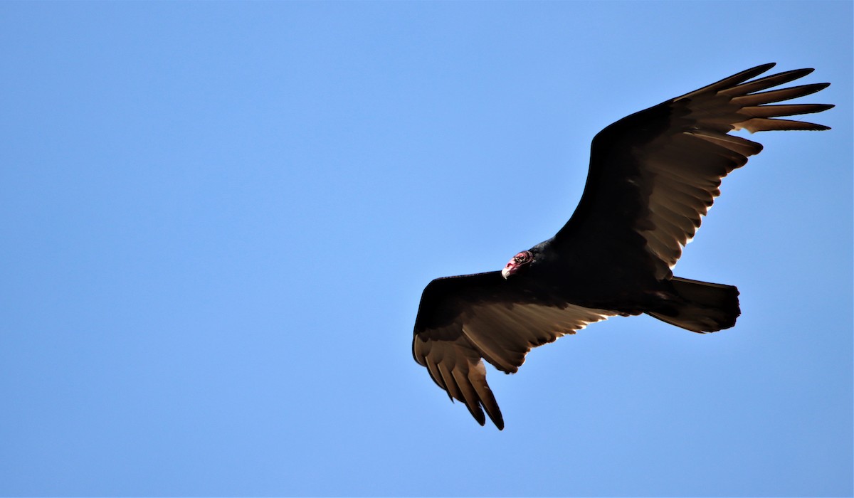Turkey Vulture - ML323419901