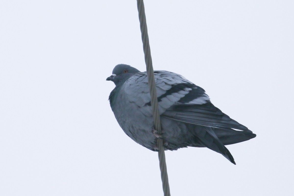 Rock Pigeon (Feral Pigeon) - ML323420201