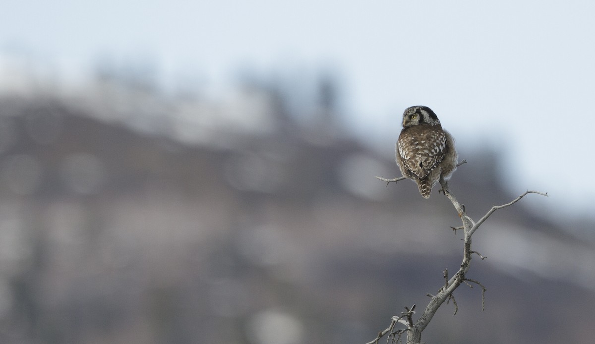 Northern Hawk Owl (American) - Brian Sullivan