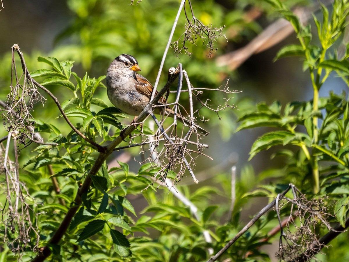 White-crowned Sparrow - ML323425531