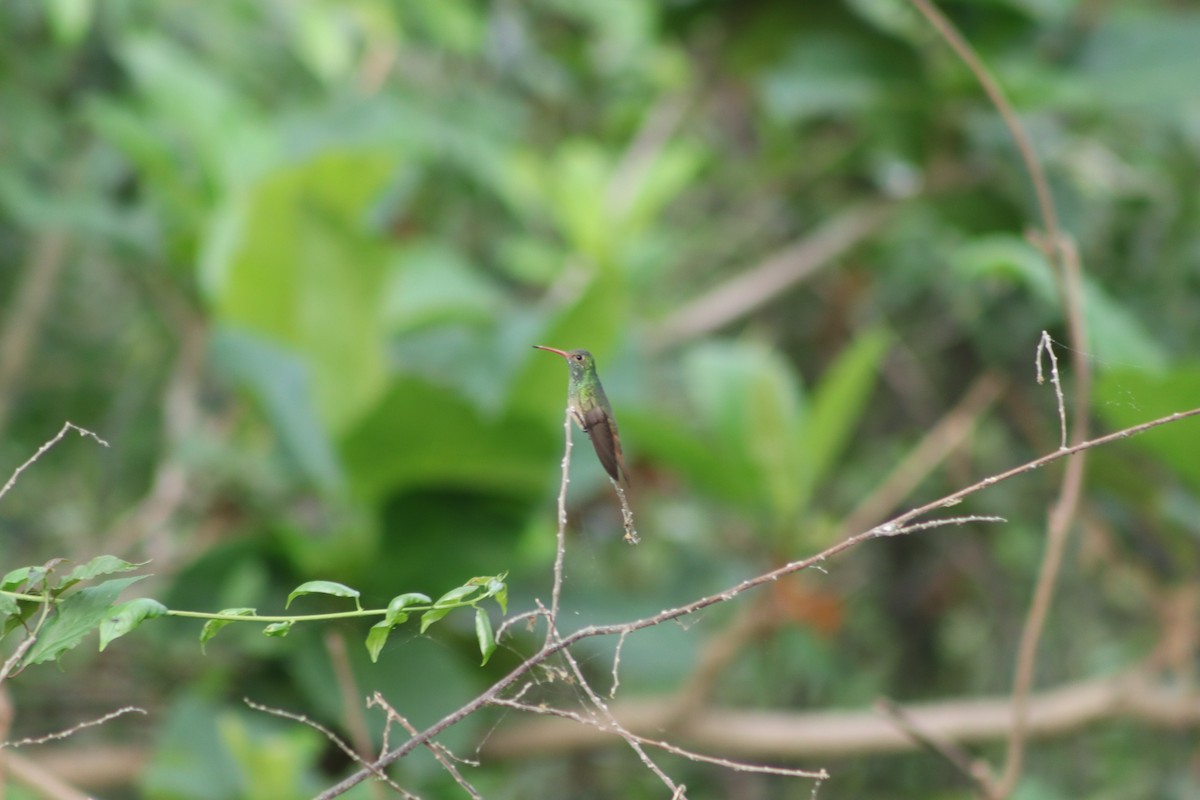 Buff-bellied Hummingbird - ML323425811