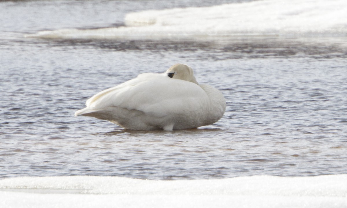 Tundra Swan (Whistling) - ML32342671