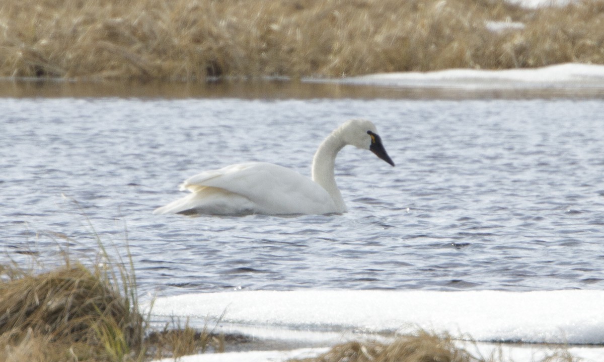Tundra Swan (Whistling) - Brian Sullivan