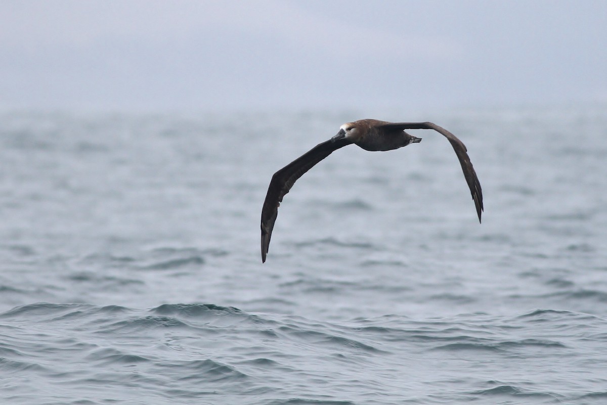 Black-footed Albatross - ML32342981
