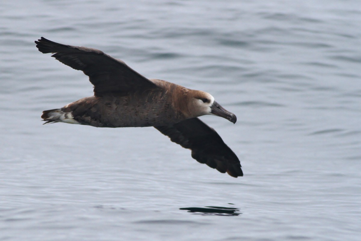 Black-footed Albatross - ML32342991