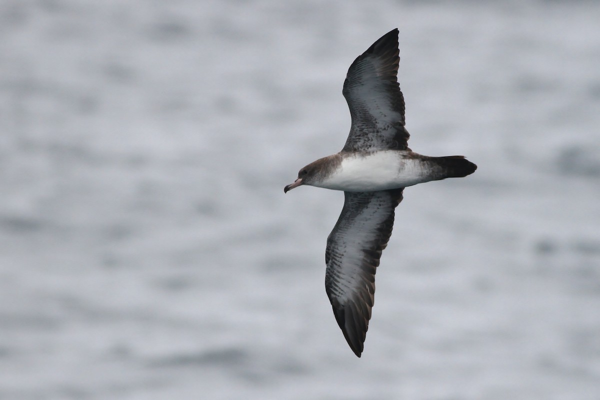 Pink-footed Shearwater - ML32343031