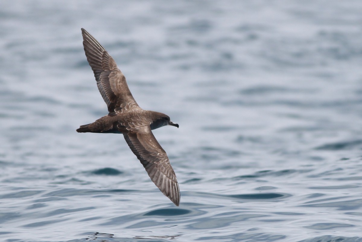 Pink-footed Shearwater - ML32343071
