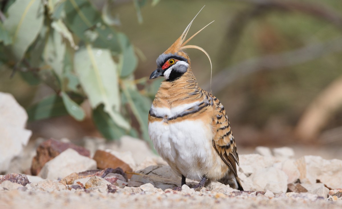 Spinifex Pigeon - ML323434401