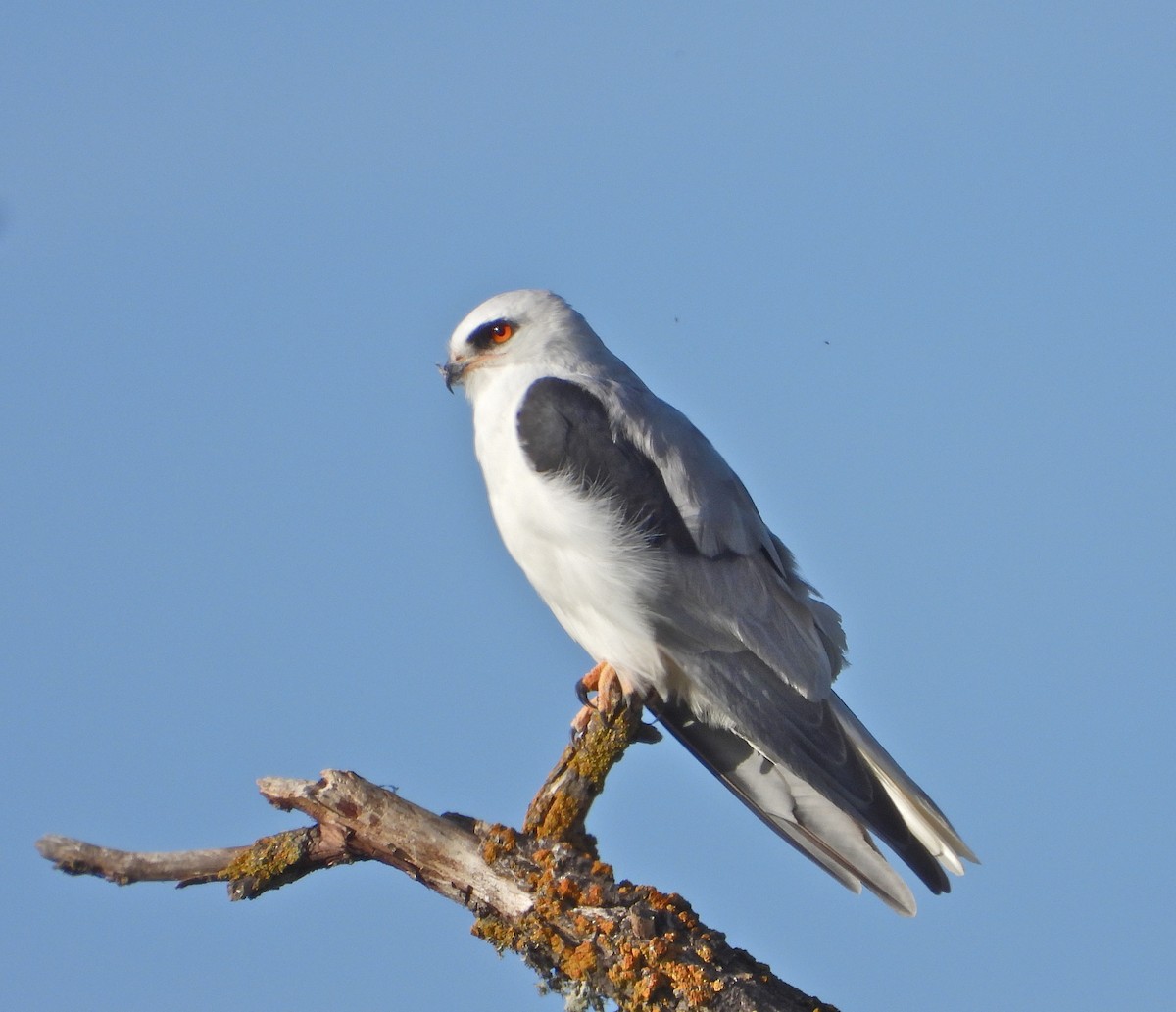 White-tailed Kite - ML323437291