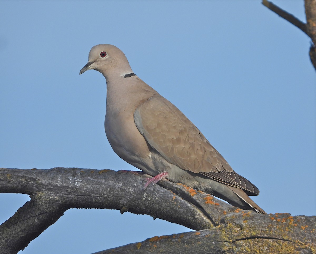 Eurasian Collared-Dove - ML323437321