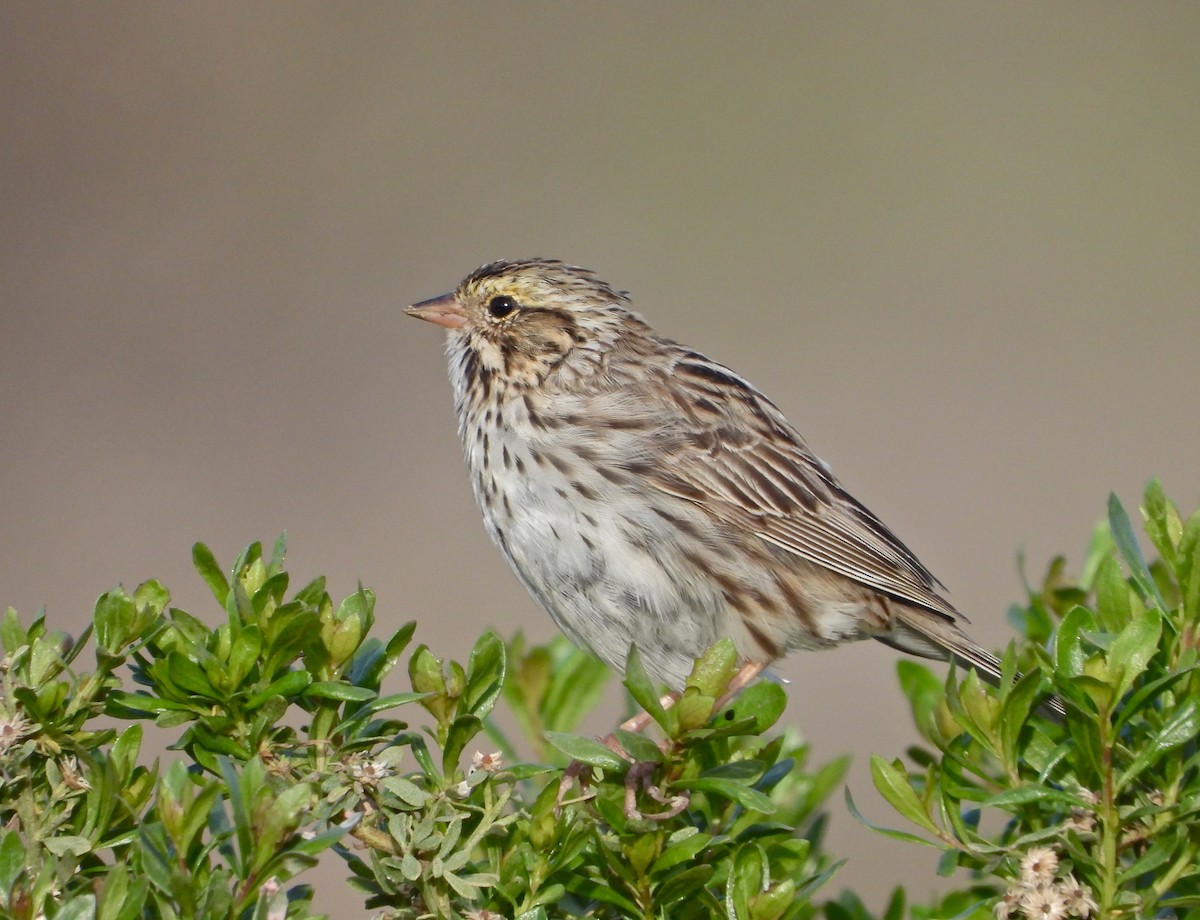Savannah Sparrow - ML323437551