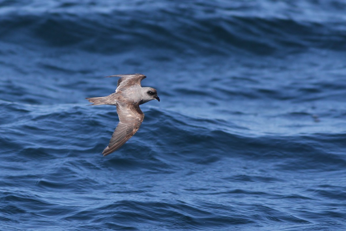 Fork-tailed Storm-Petrel - ML32345071