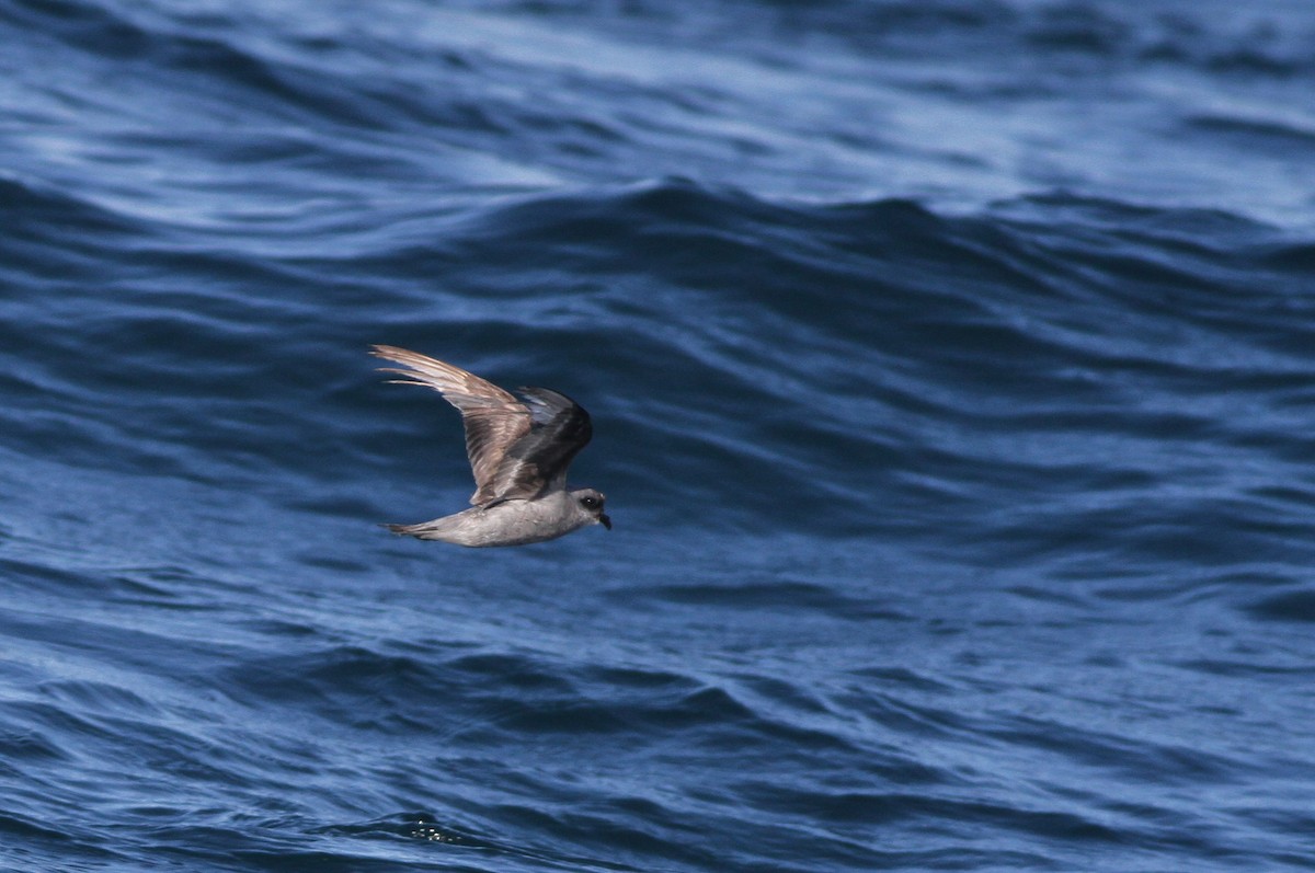 Fork-tailed Storm-Petrel - ML32345091