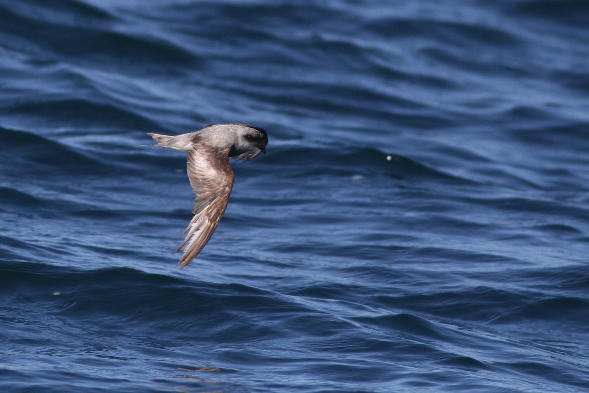 Fork-tailed Storm-Petrel - ML32345101