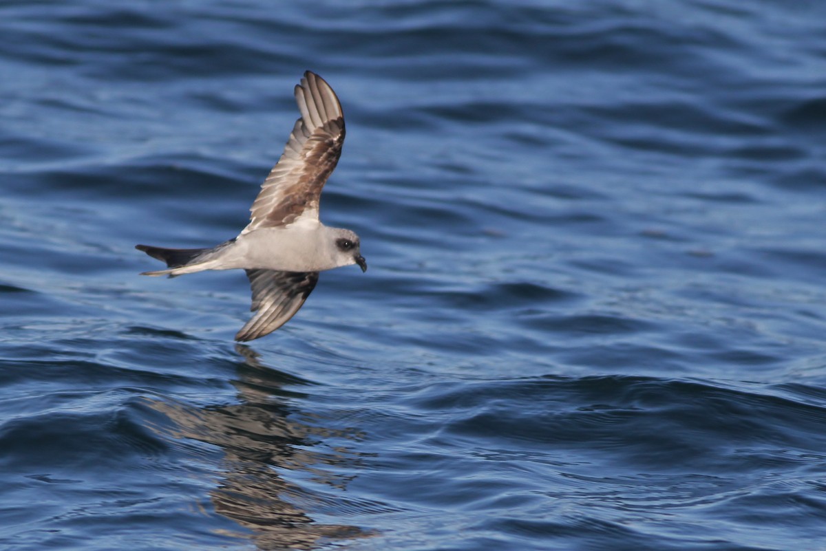 Fork-tailed Storm-Petrel - ML32345111
