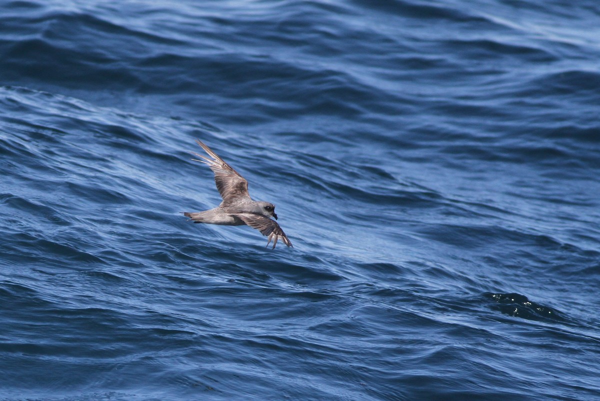 Fork-tailed Storm-Petrel - ML32345121