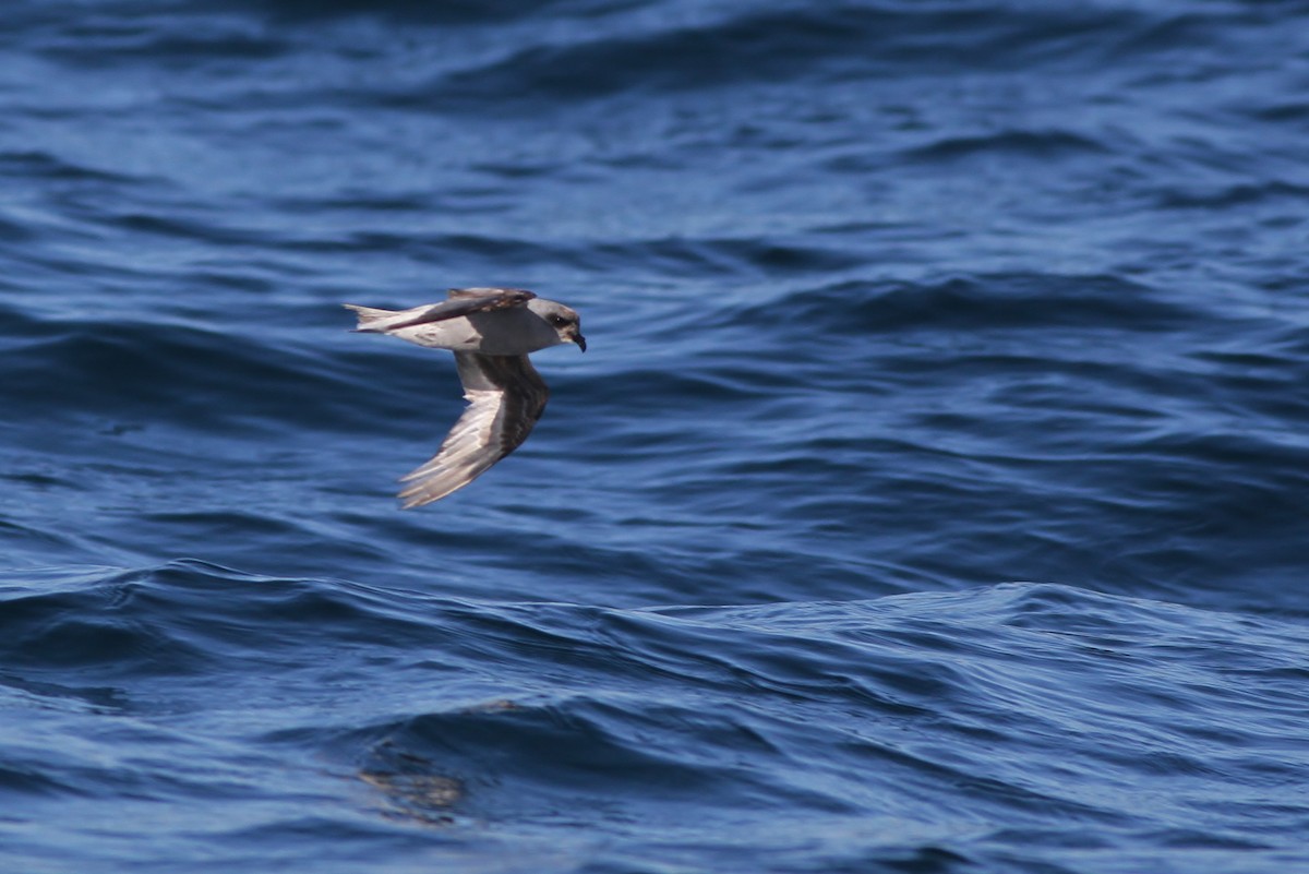 Fork-tailed Storm-Petrel - ML32345131