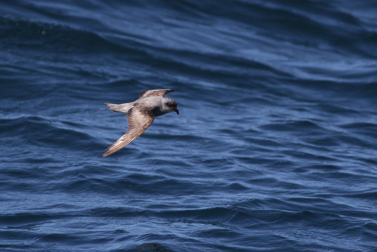 Fork-tailed Storm-Petrel - ML32345141
