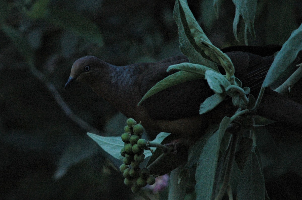 Brown Cuckoo-Dove - ML323452861
