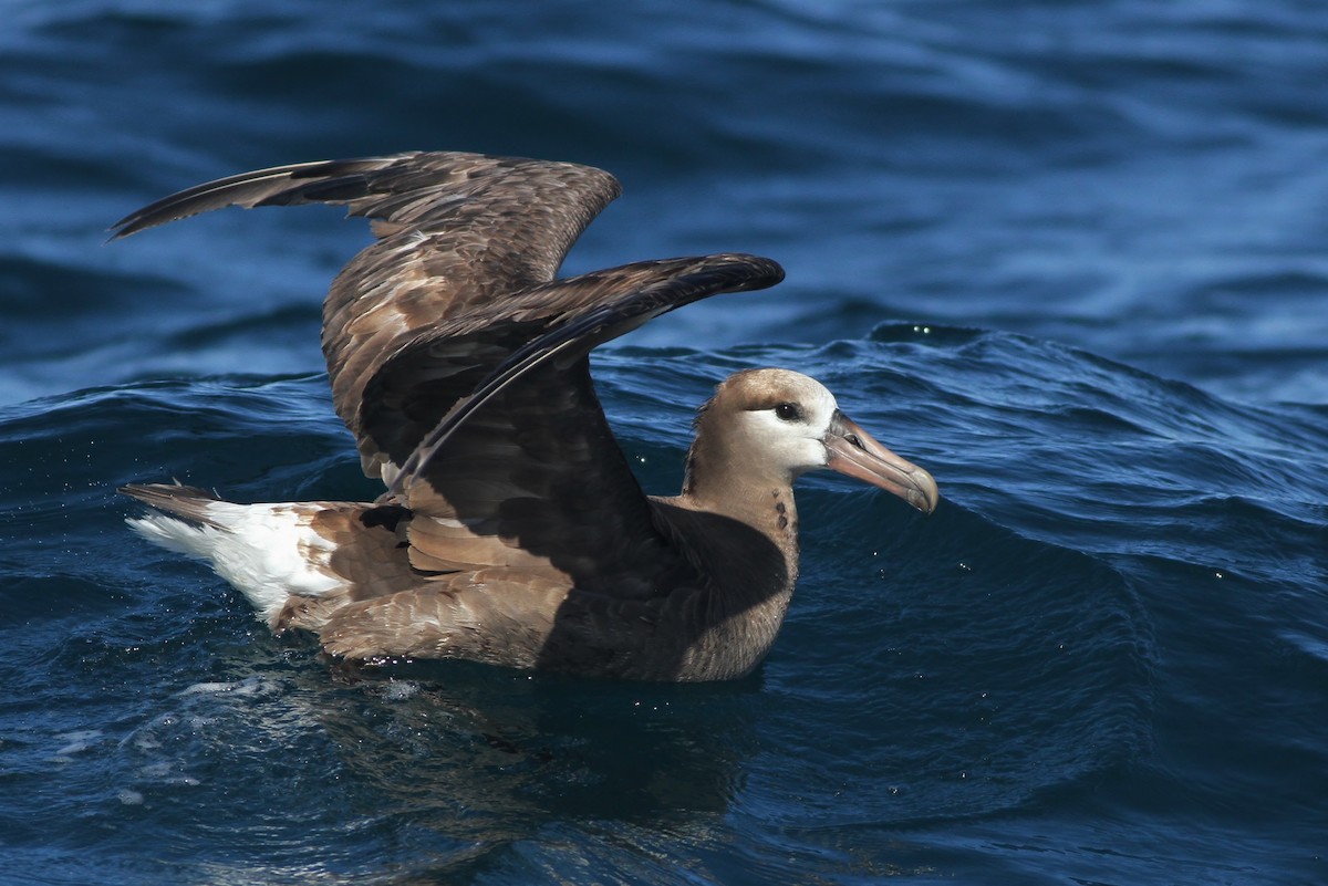 Black-footed Albatross - ML32345321