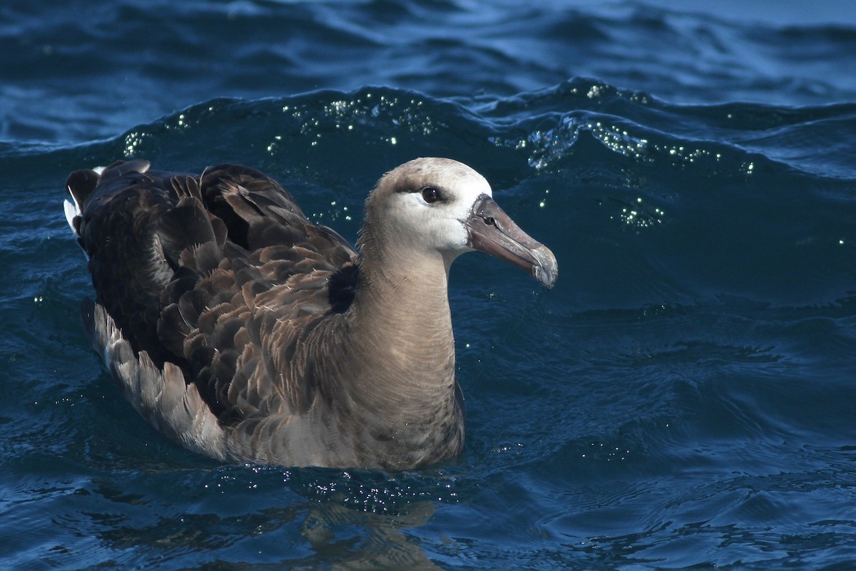 Black-footed Albatross - Alex Lamoreaux