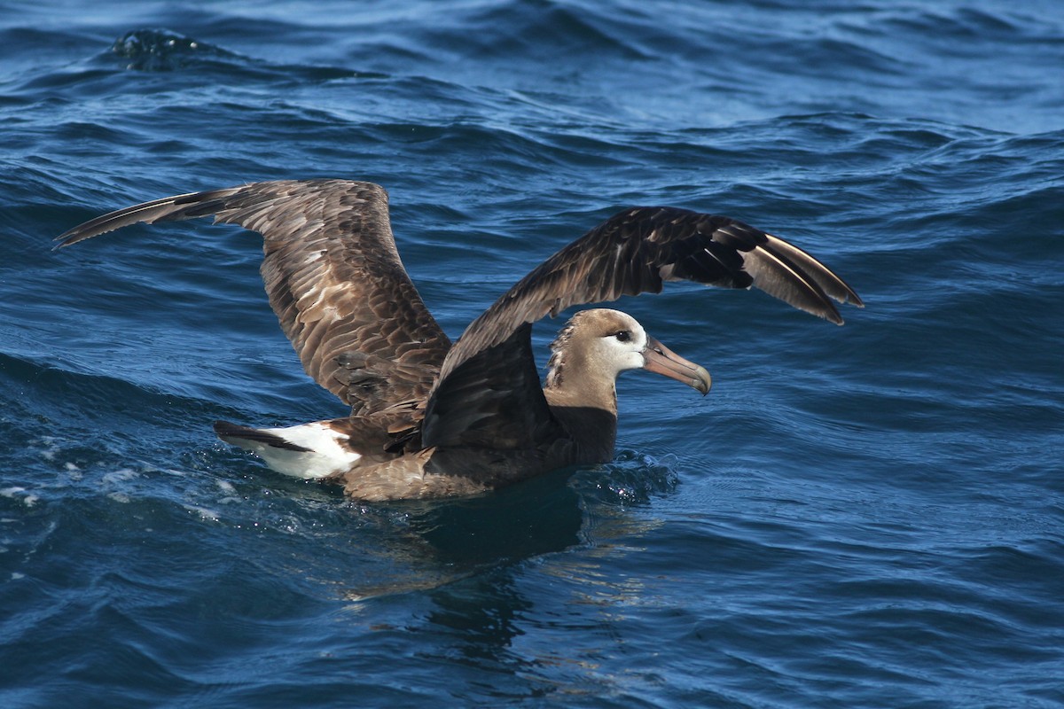 Black-footed Albatross - ML32345351