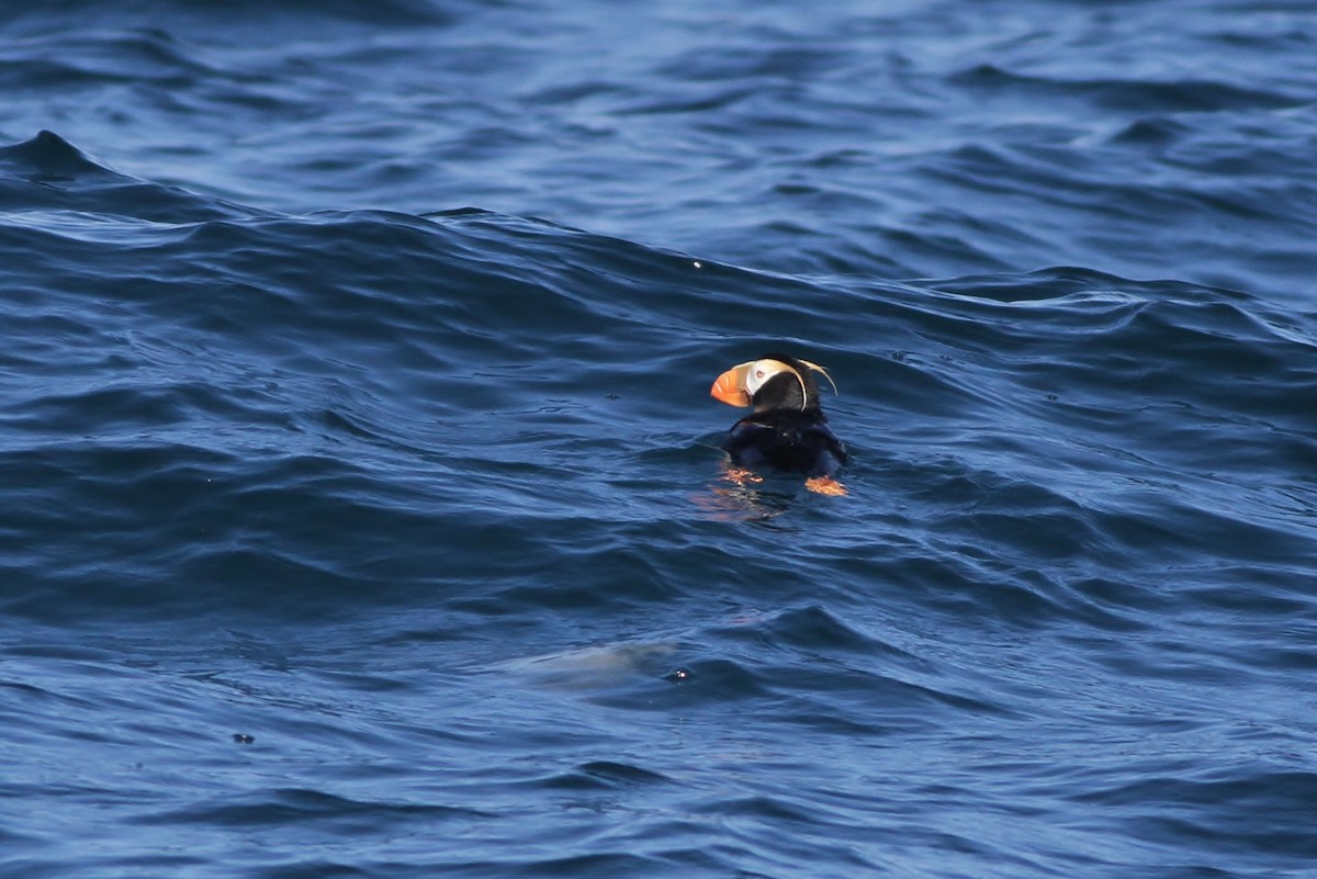 Tufted Puffin - ML32345371