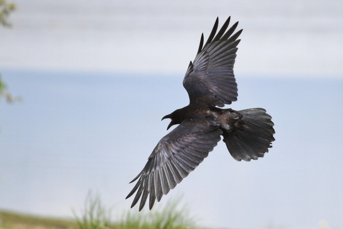 Common Raven - Alex Lamoreaux