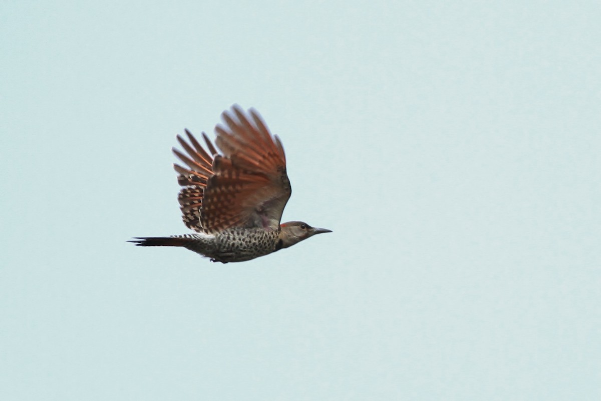 Northern Flicker (Yellow-shafted x Red-shafted) - ML32345821