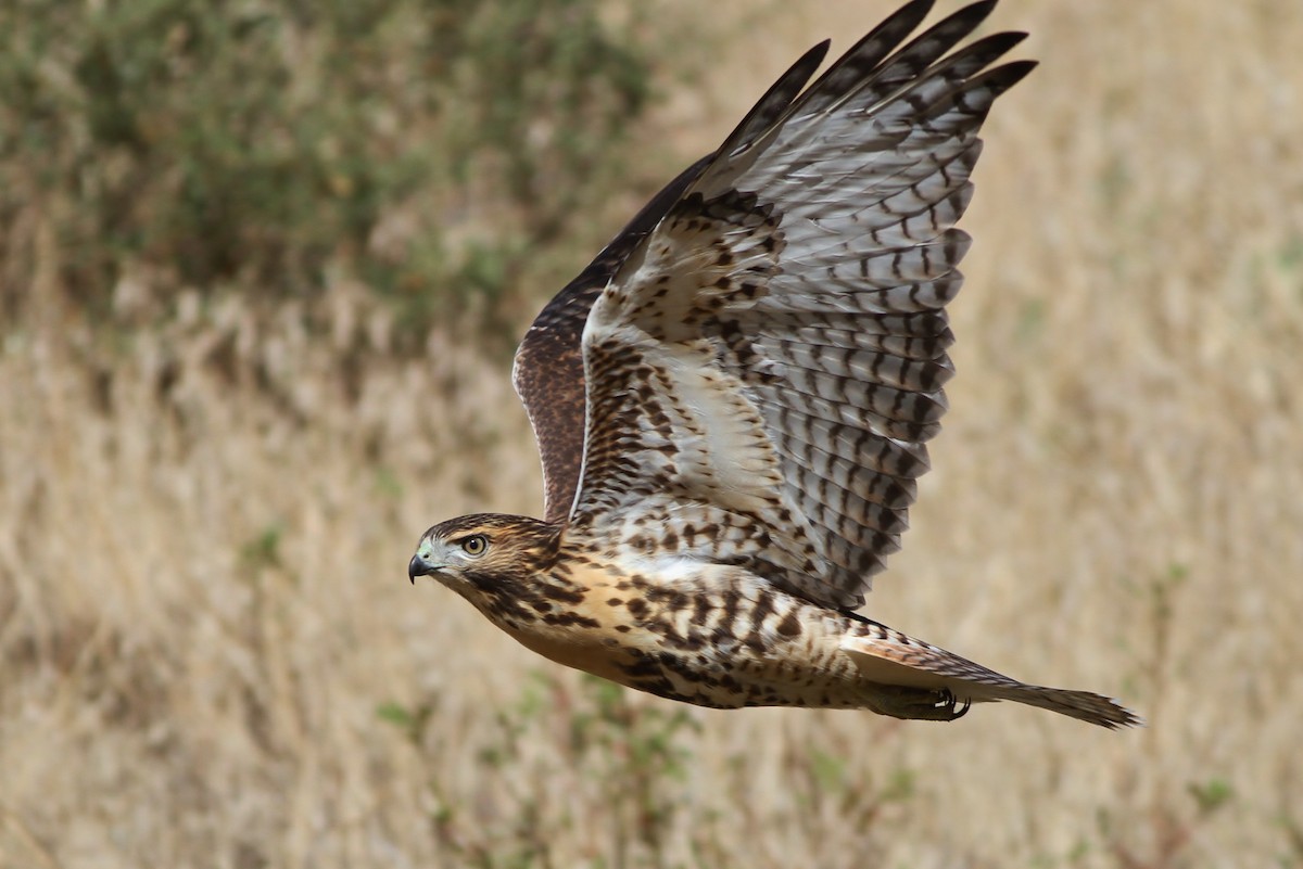 Red-tailed Hawk (calurus/alascensis) - ML32346141