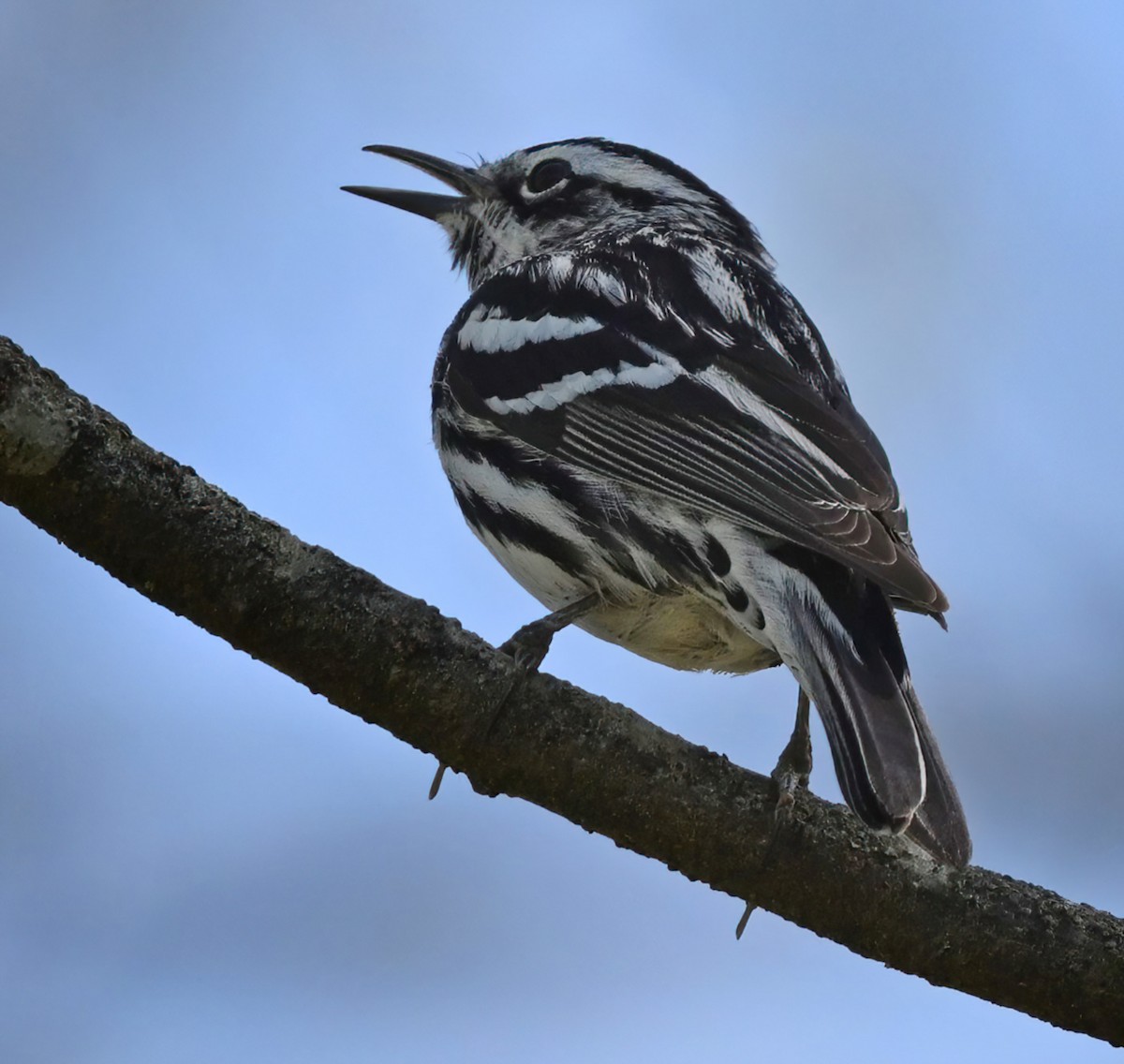 Black-and-white Warbler - ML323464261