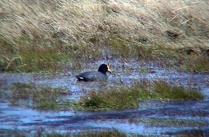 White-winged Coot - ML323468071