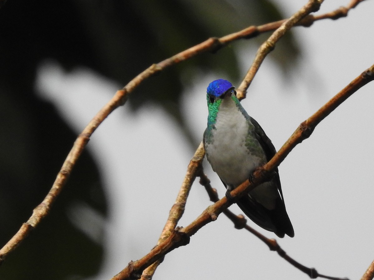 Andean Emerald - ML323470671