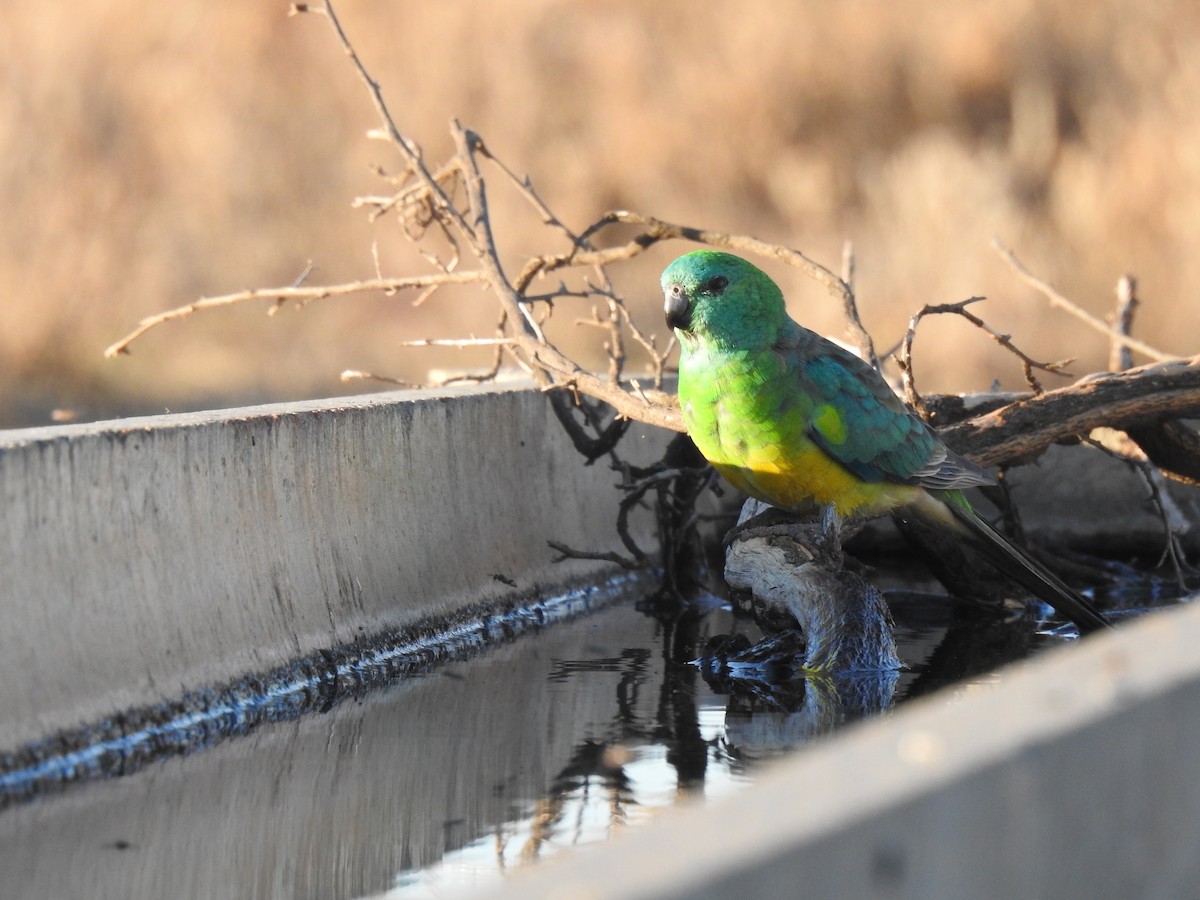 Red-rumped Parrot - Liam Manderson