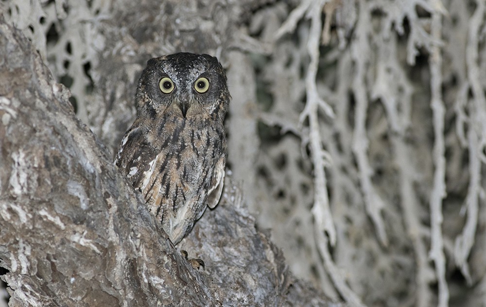 Madagascar Scops-Owl (Torotoroka) - ML32347521