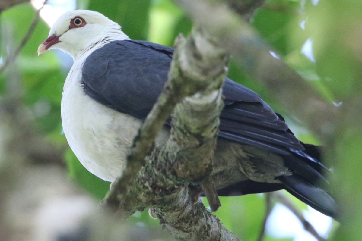 White-headed Pigeon - Bradley Hacker 🦜