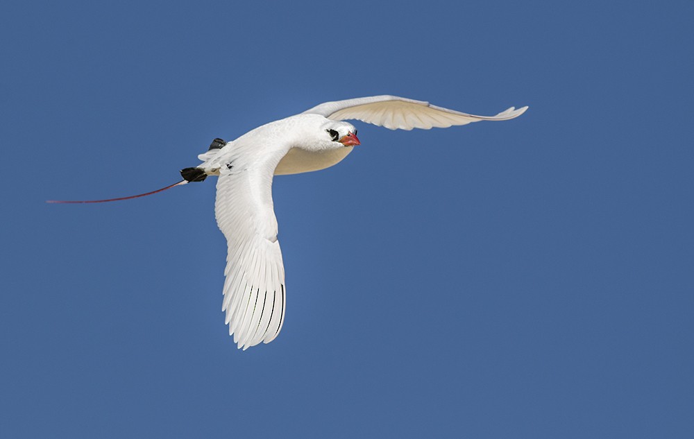 Red-tailed Tropicbird - ML32347791