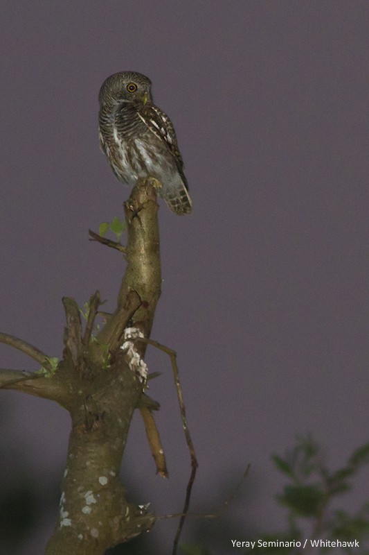 Asian Barred Owlet - ML32348181