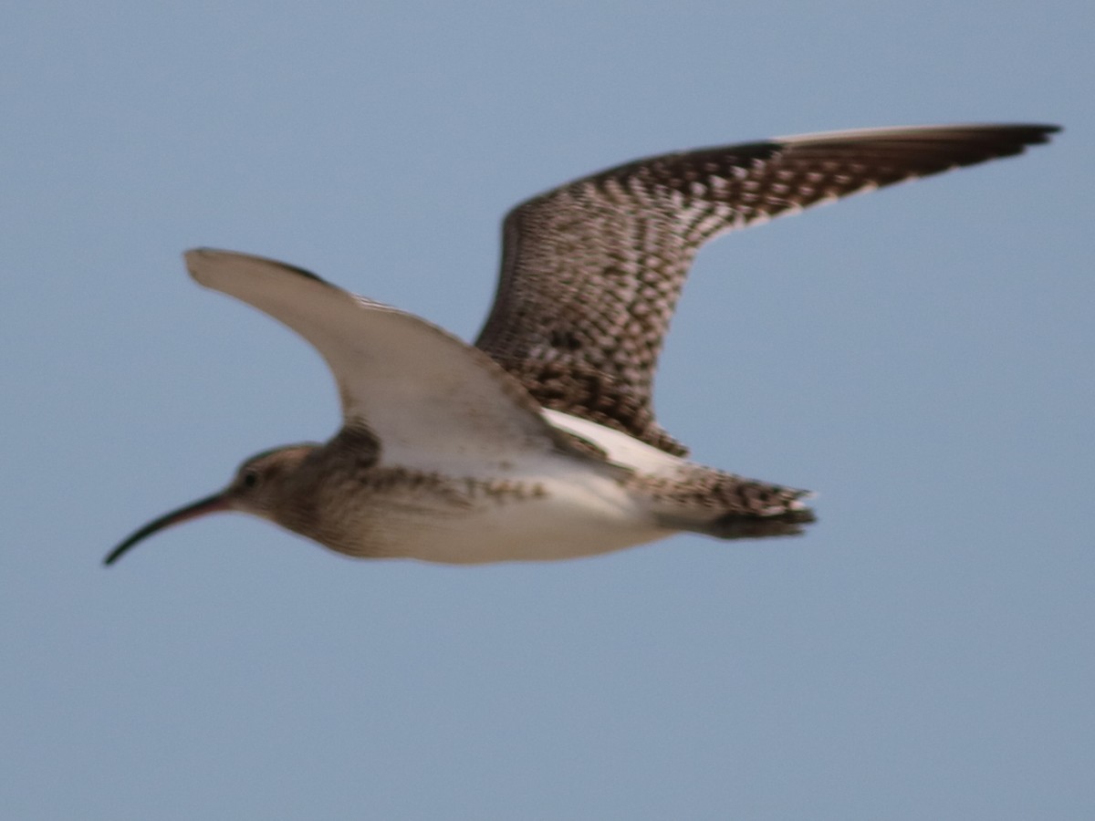Whimbrel (Steppe) - ML32348261
