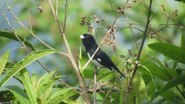 Black-and-white Seedeater - ML323484261