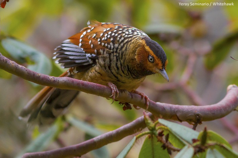 Spotted Laughingthrush - ML32348601