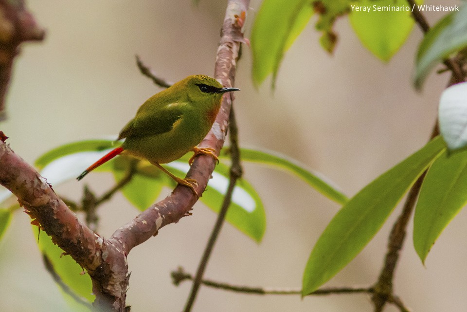 Fire-tailed Myzornis - ML32348671