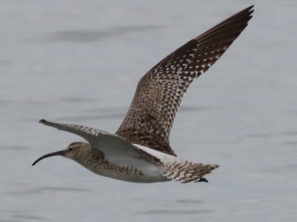 Whimbrel (Steppe) - ML32348791