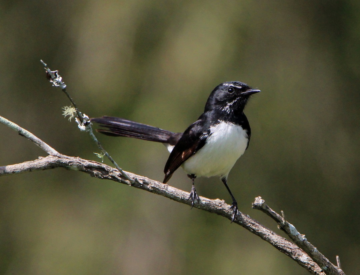 Willie-wagtail - ML32349091