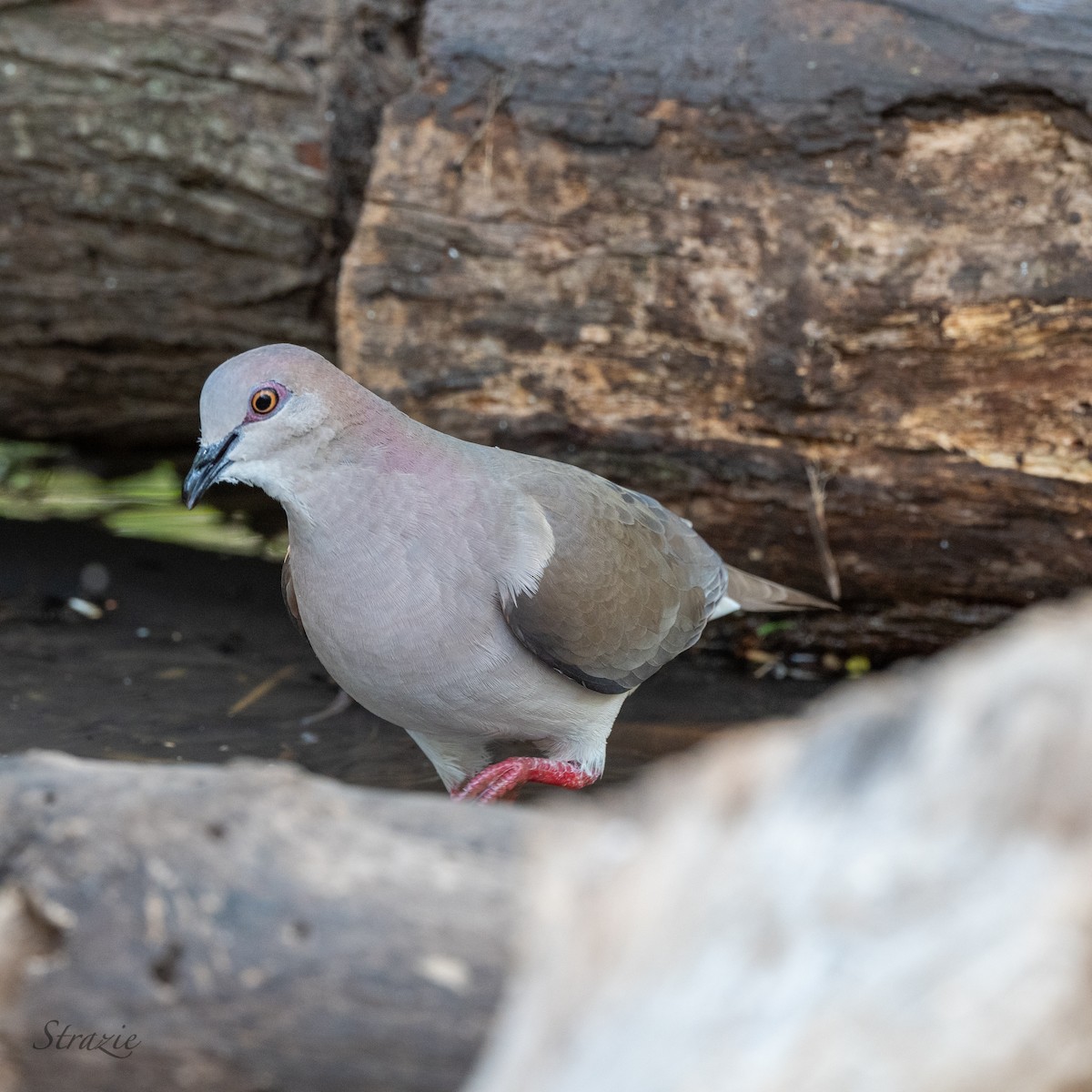 White-tipped Dove - Susan St. Pierre