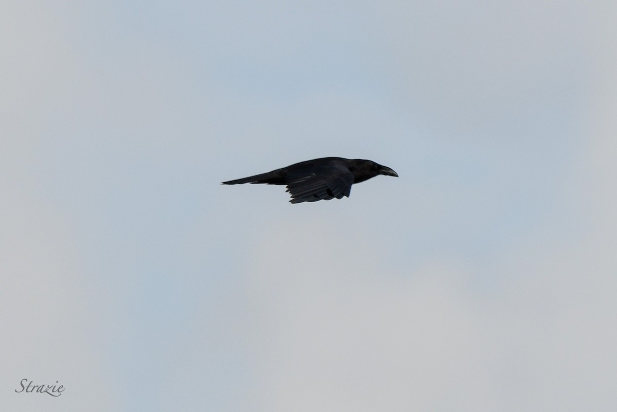 Chihuahuan Raven - ML323494471