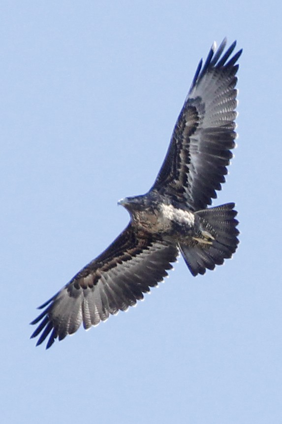 Black-chested Buzzard-Eagle - J. Simón Tagtachian