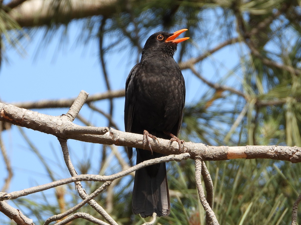 Eurasian Blackbird - Diogo  Portela