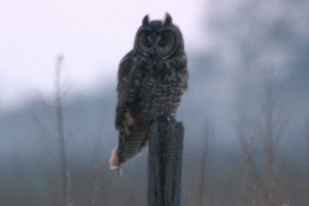 Long-eared Owl - ML323504541