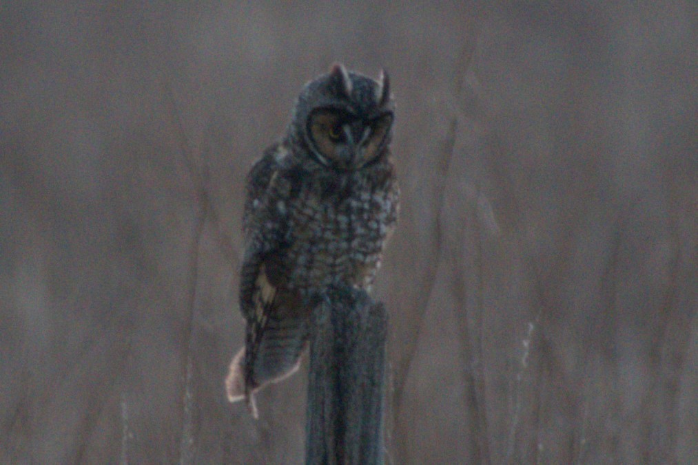 Long-eared Owl - ML323504671